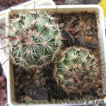 Mammillaria blossfeldiana SB 1854