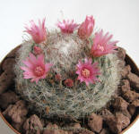 Mamillaria Bocasana