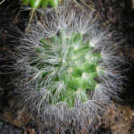 Mammillaria bocasana multilanata