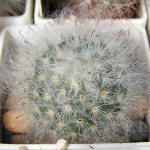 Mammillaria bocasana multilanata