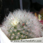 Mammillaria bocasana multilanata