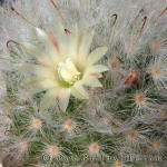 Mammillaria bocasana multilanata