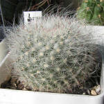 Mammillaria brauneana