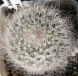 Mammillaria brauneana