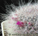 Mammillaria brauneana