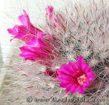 Mammillaria brauneana