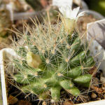 Mammillaria crinita