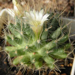 Mammillaria crinita