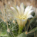 Mammillaria crinita