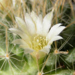 Mammillaria crinita