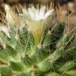 Mammillaria crinita