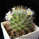 Mammillaria crinita