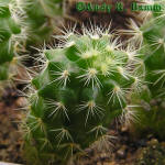 Mammillaria densispina