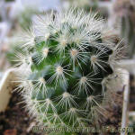 Mammillaria densispina