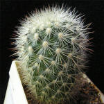 Mammillaria densispina