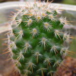 Mammillaria dixanthocentron LO60