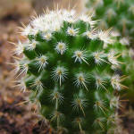 Mammillaria dixanthocentron LO60