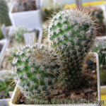 Mammillaria dixanthocentron LO60