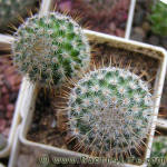 Mammillaria dixanthocentron LO60