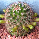 Mammillaria duoformis