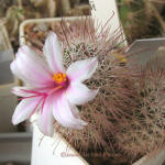 Mammillaria fraileana