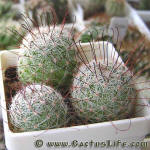 Mammilaria grahamii SB154