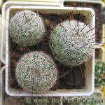 Mammilaria grahamii SB154