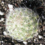 Mammilaria grahmanii f. oliviae SB 371