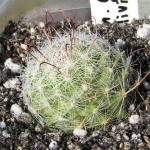 Mammilaria grahmanii f. oliviae SB 371