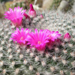 Mammilaria hahniana