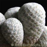 Mamillaria herrerae