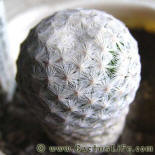 Mamillaria herrerae