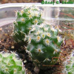 Mammilaria huitzilopochtli L 1500