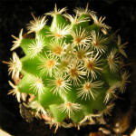 Mammilaria huitzilopochtli L 1500