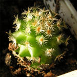 Mammilaria huitzilopochtli L 1500