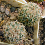 Mammilaria huitzilopochtli L 1500