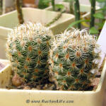 Mammilaria huitzilopochtli L 1500