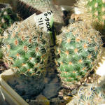 Mammilaria huitzilopochtli L 1500