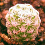 Mammilaria humboldtii