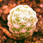 Mammilaria humboldtii