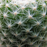 Mammilaria humboldtii