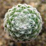 Mammilaria humboldtii