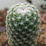 Mammilaria humboldtii