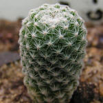 Mammilaria humboldtii