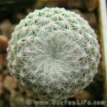 Mammilaria humboldtii