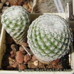 Mammilaria humboldtii