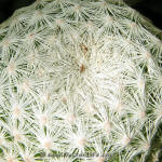 Mammilaria humboldtii