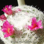 Mammilaria humboldtii