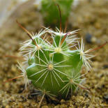 Mamillaria insularis