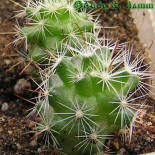 Mamillaria insularis